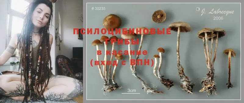 Псилоцибиновые грибы Cubensis  Болохово 